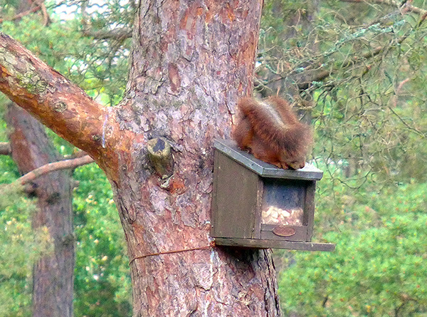 Eichhörnchen auf Futterkasten